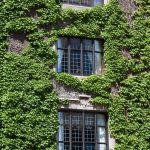 Ivy growing on wall