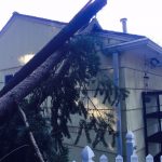 Tree falls on house