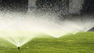 Watering a lawn