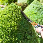 A gardener cuts the topiary box wood hedge into neatly trimmed cones.